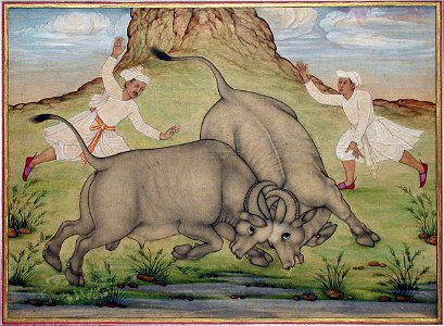 A fight between two buffalo (6124595675)
