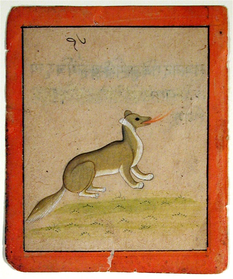 A fox (6124592027)