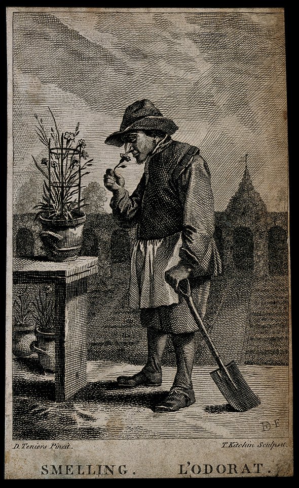 A gardener smelling a flower; representing the sense of smel Wellcome V0007698