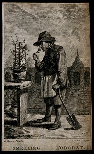 A gardener smelling a flower; representing the sense of smel Wellcome V0007698
