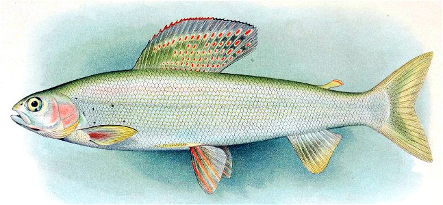 Arctic Grayling Thymallus arcticus arcticus