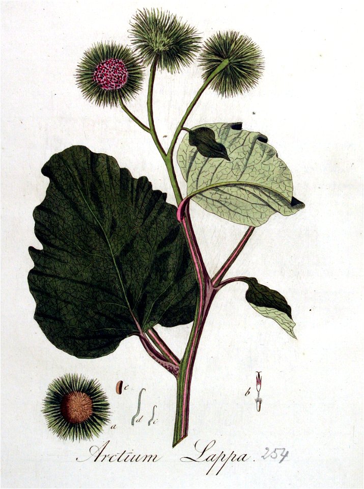 Arctium lappa — Flora Batava — Volume v4