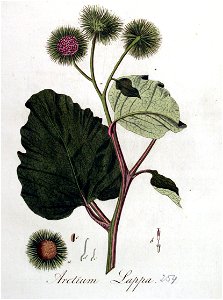 Arctium lappa — Flora Batava — Volume v4