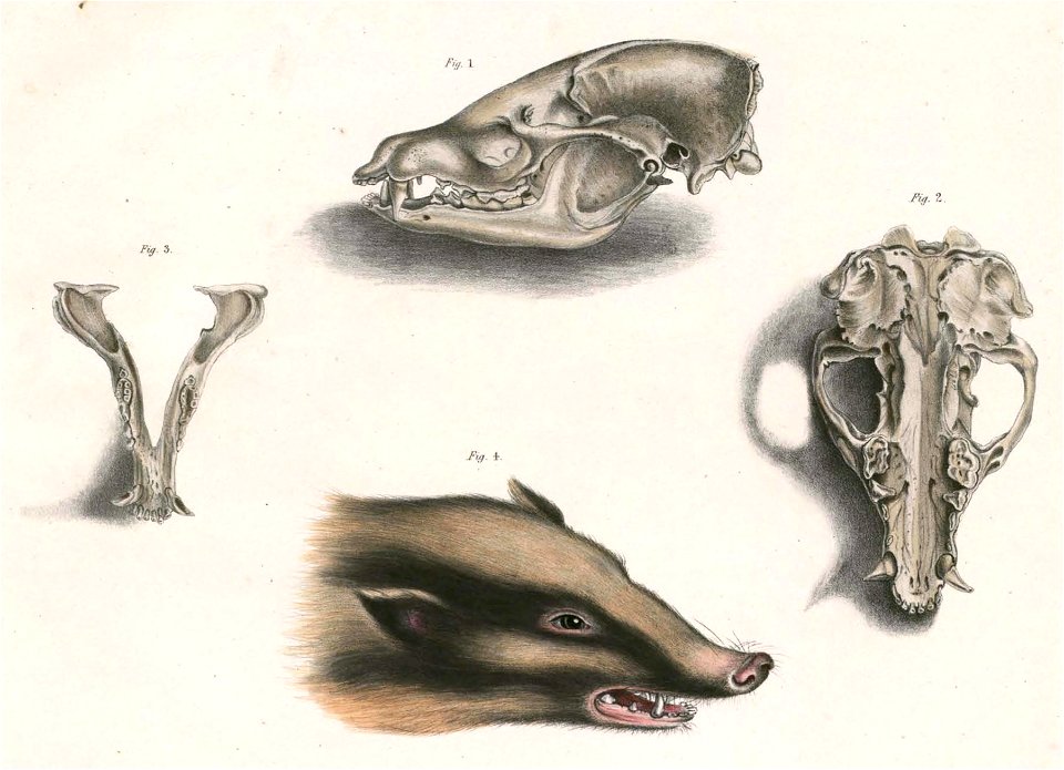 Arctonyx collaris Hardwicke head and skull