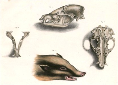 Arctonyx collaris Hardwicke head and skull