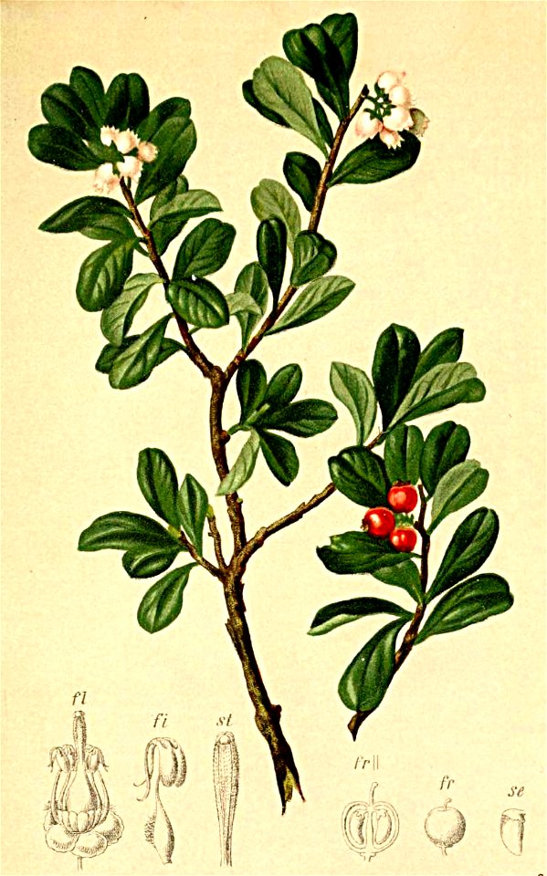 Arctostaphylos uva-ursi Atlas Alpenflora