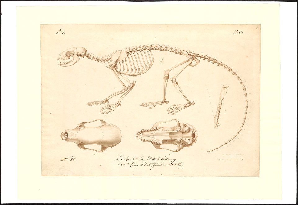 Arctictis binturong - skelet, schedel, onderkaak - 1825 - Print - Iconographia Zoologica - Special Collections University of Amsterdam - UBA01 IZAA100078