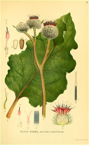 Arctium tomentosum001