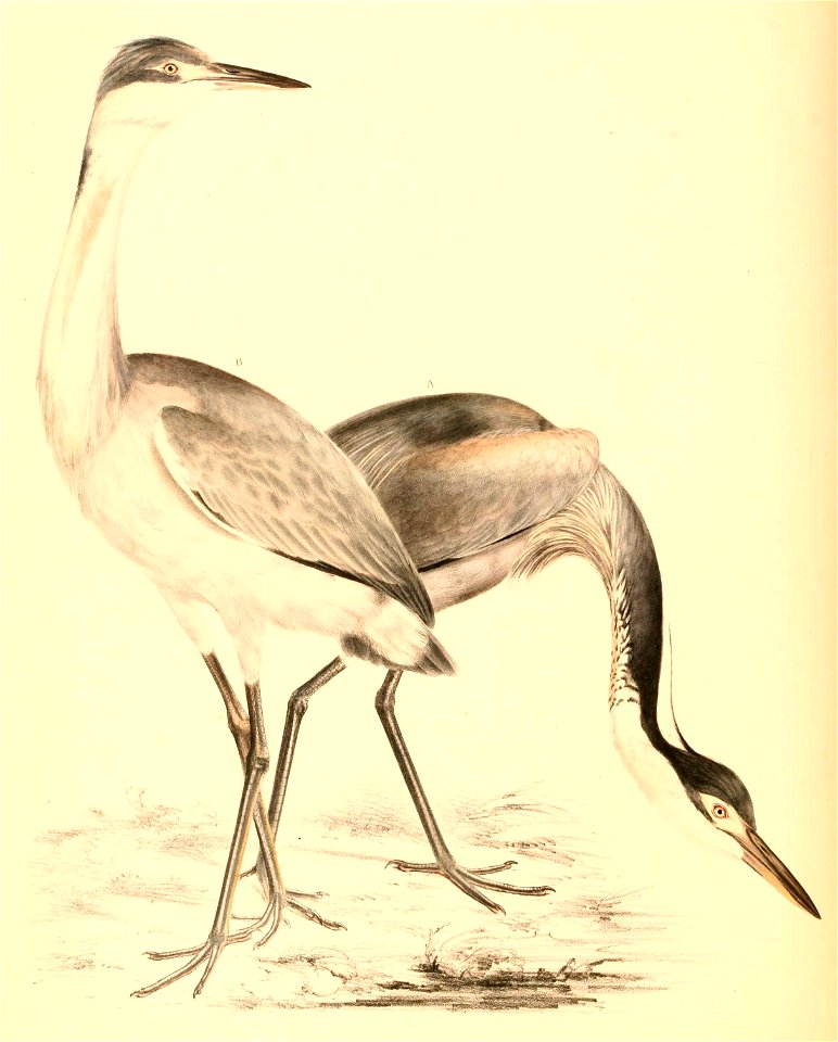 Ardea melanocephala 1838