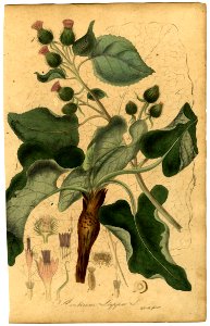 Arctium lappa Mann