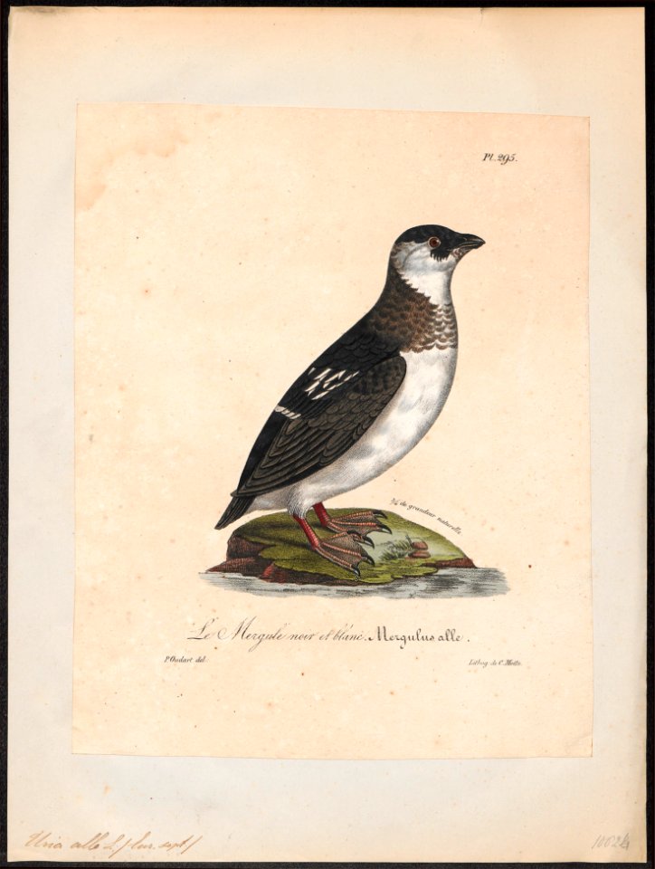 Arctica alle - 1825-1834 - Print - Iconographia Zoologica - Special Collections University of Amsterdam - UBA01 IZ17800319