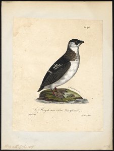 Arctica alle - 1825-1834 - Print - Iconographia Zoologica - Special Collections University of Amsterdam - UBA01 IZ17800319