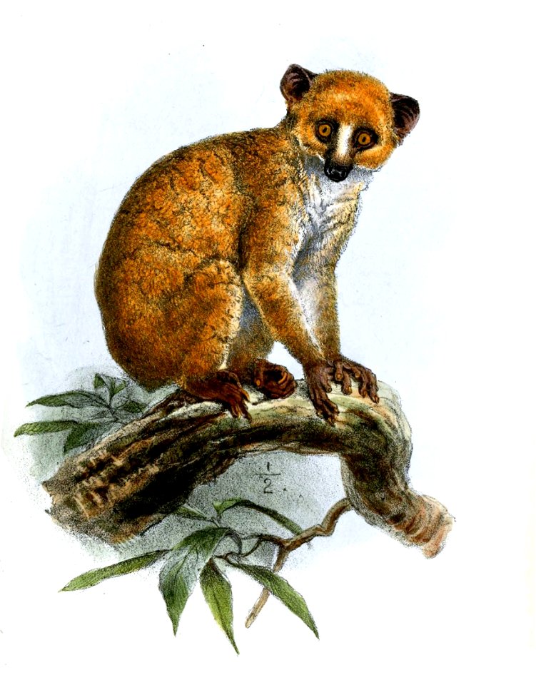 ArctocebusCalabarensisWolf