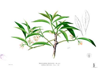 Ardisia sp Blanco2.439