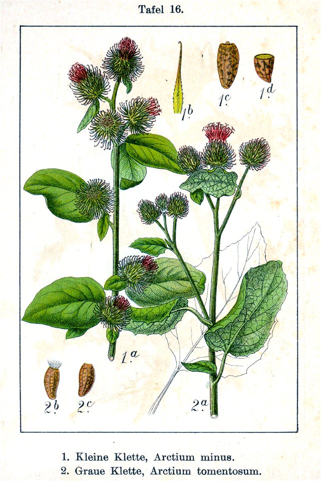 Arctium spp Sturm16