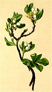 Arctostaphylos alpina Atlas Alpenflora