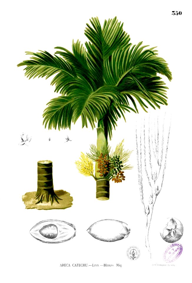 Areca catechu Blanco2.350