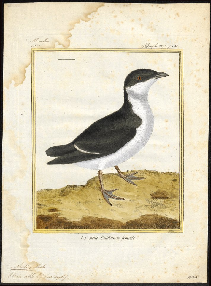 Arctica alle - 1700-1880 - Print - Iconographia Zoologica - Special Collections University of Amsterdam - UBA01 IZ17800315