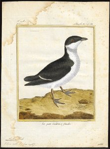 Arctica alle - 1700-1880 - Print - Iconographia Zoologica - Special Collections University of Amsterdam - UBA01 IZ17800315