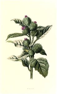 Arctium lappa001