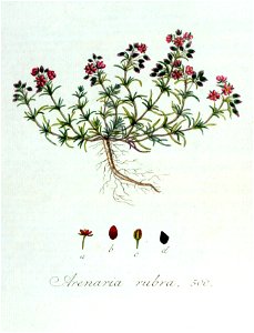 Arenaria rubra — Flora Batava — Volume v7