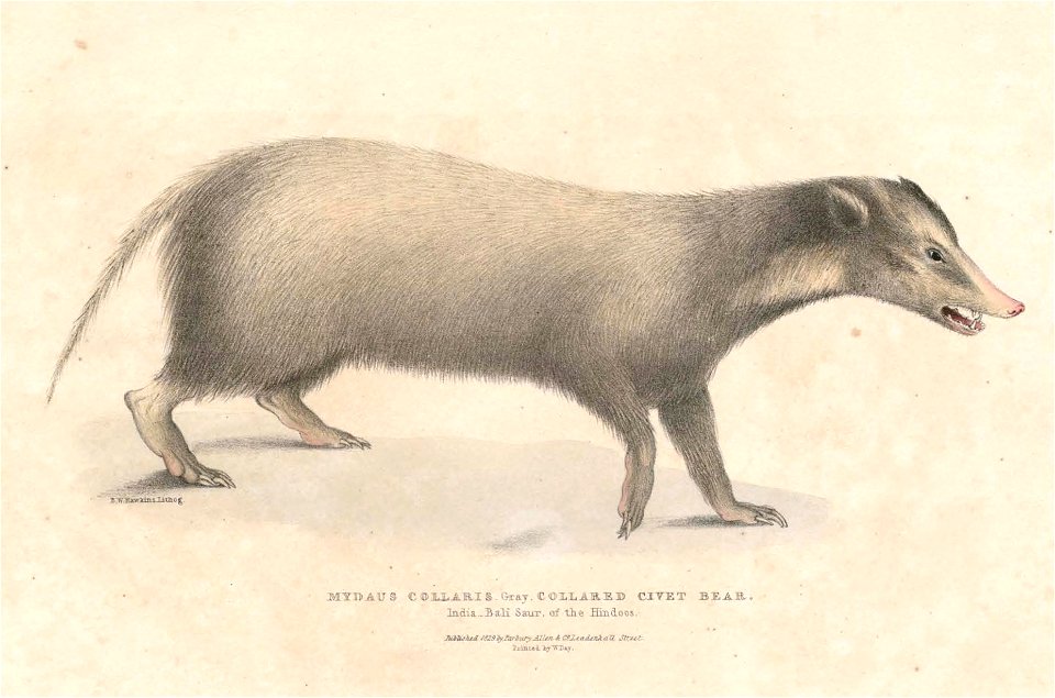 Arctonyx collaris Hardwicke