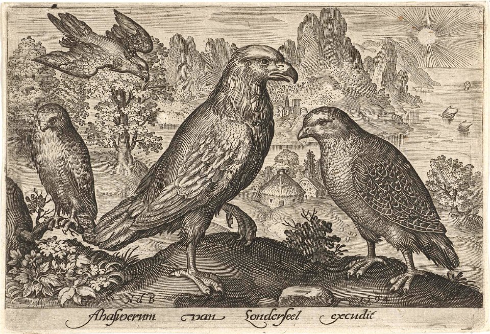 Arend en andere roofvogels