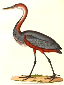 Ardea goliath 1838. Free illustration for personal and commercial use.