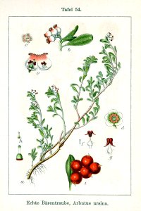 Arctostaphylos uva-ursi Sturm09054
