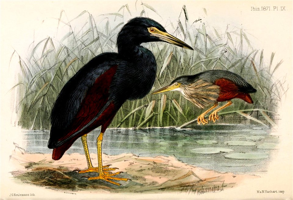 Ardeola rufiventris 1871