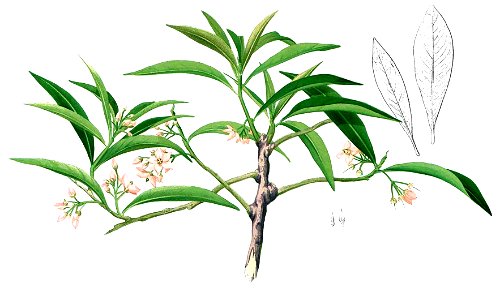 Ardisia sp Blanco2.439-cropped