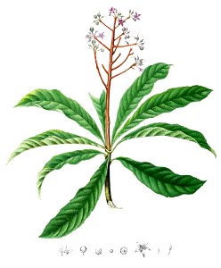 Ardisia pyramidalis Blanco1.166-cropped
