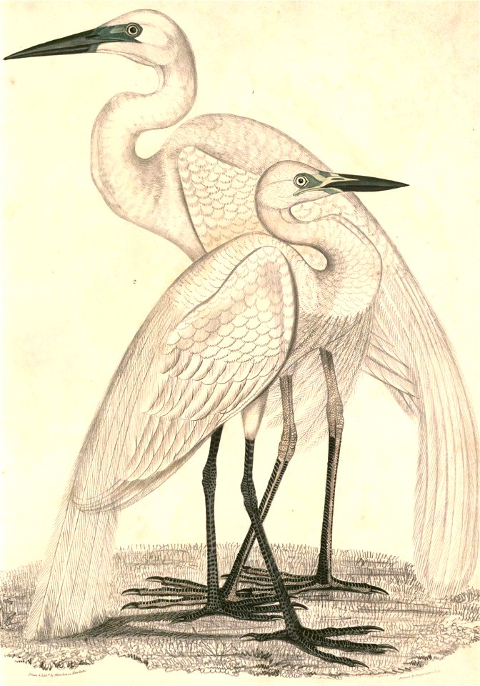Ardea alba modesta & Mesophoyx intermedia intermedia Hardwicke