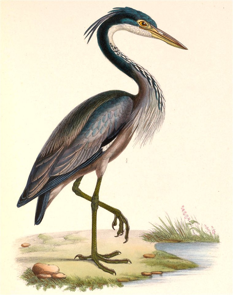 Ardea melanocephala 1849