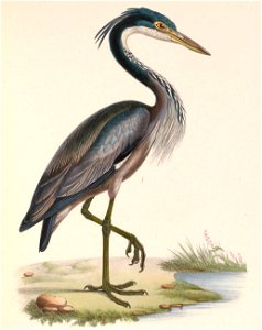 Ardea melanocephala 1849. Free illustration for personal and commercial use.