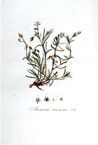 Arenaria marina — Flora Batava — Volume v5