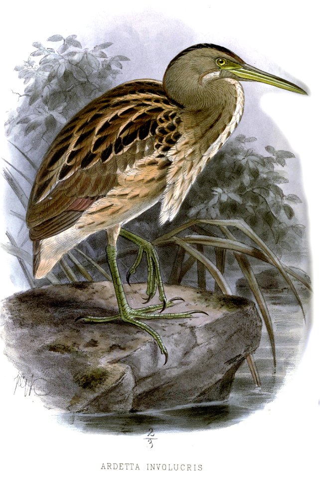 ArdettaInvolucrisKeulemans