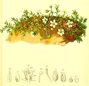 Arenaria ciliata Atlas Alpenflora