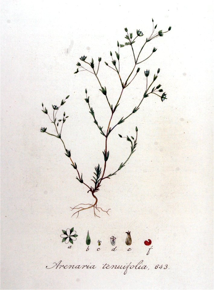 Arenaria tenuifolia — Flora Batava — Volume v9