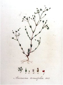 Arenaria tenuifolia — Flora Batava — Volume v9. Free illustration for personal and commercial use.