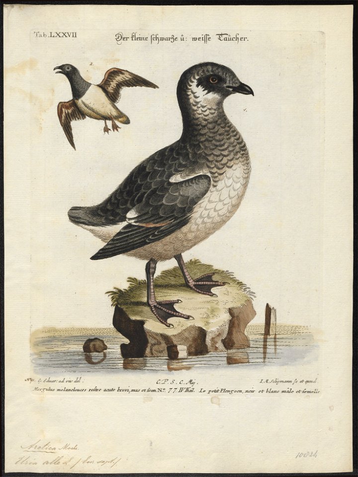 Arctica alle - 1700-1880 - Print - Iconographia Zoologica - Special Collections University of Amsterdam - UBA01 IZ17800317