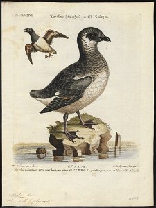 Arctica alle - 1700-1880 - Print - Iconographia Zoologica - Special Collections University of Amsterdam - UBA01 IZ17800317