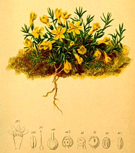 Aretia vitaliana Atlas Alpenflora. Free illustration for personal and commercial use.