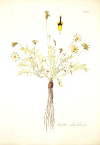 Arctotheca calendula - 001x