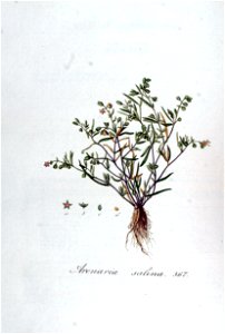 Arenaria salina — Flora Batava — Volume v5