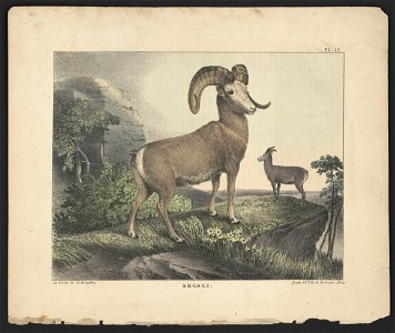 Argali - on stone by T. Doughty ; from Childs & Inman's Press. LCCN2013651010