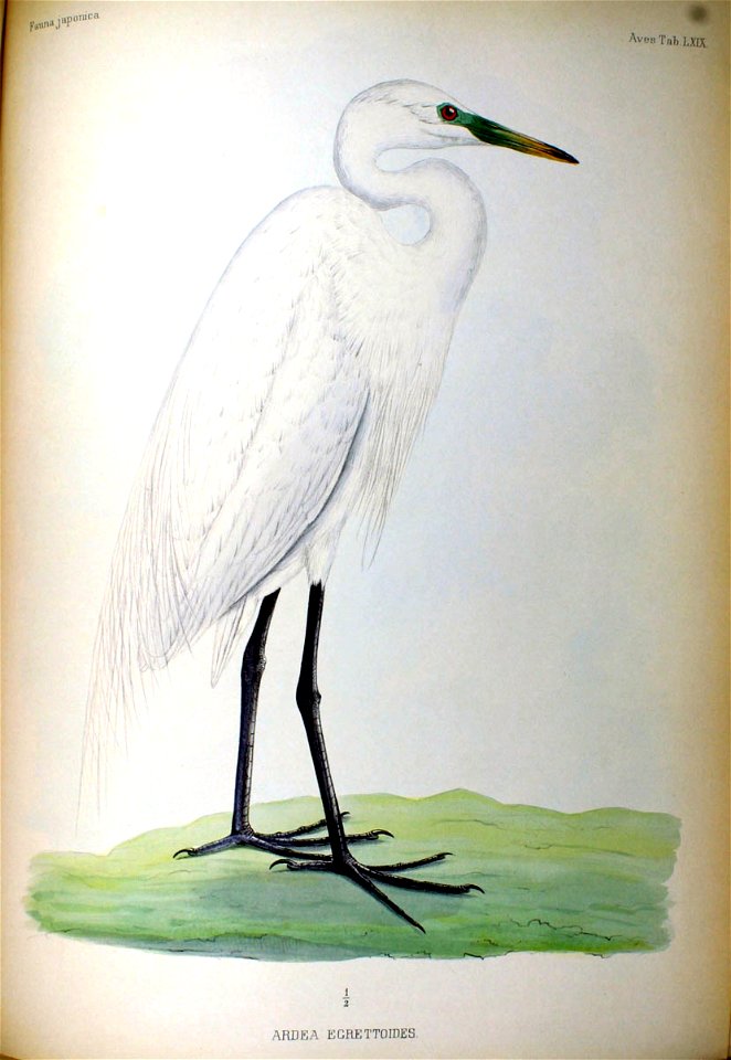Ardea egrettoides Fauna Japonica