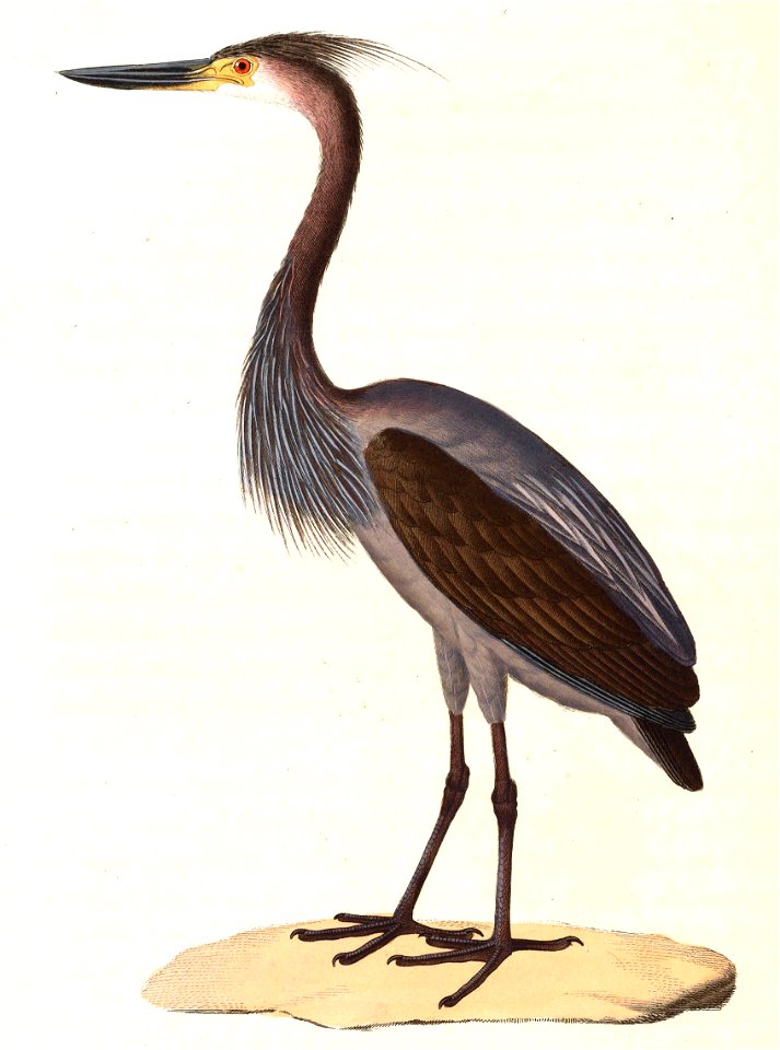 Ardea sumatrana 1838