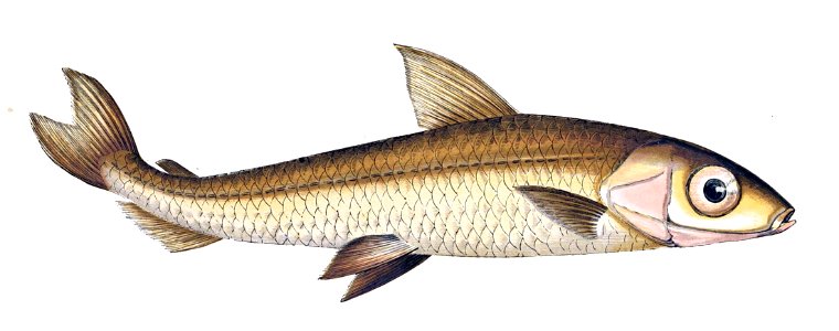 Argentina sphyraena