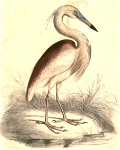 Ardeola grayii Hardwicke